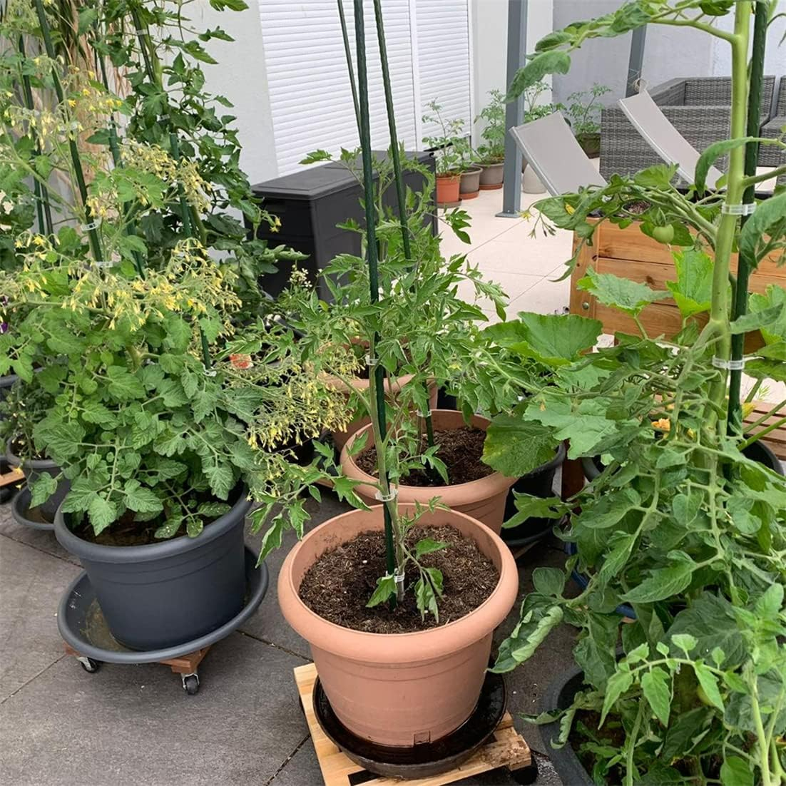 Garten Pflanzen Stab Blumen Rankhilfe Tomaten Sttze