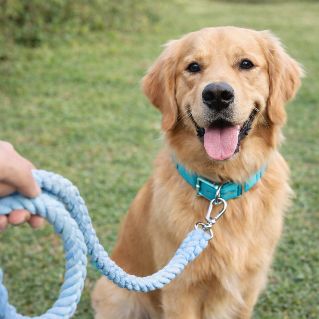 210cm) Strick Hunde Leine Trainings Seil Blau