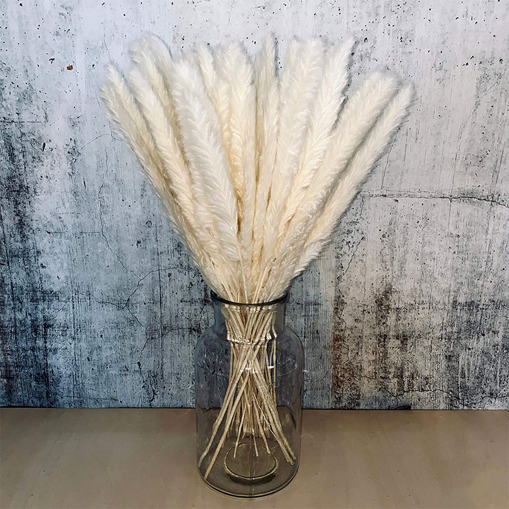 Image of (30er Set) 60cm Deko Pampas Gras Boho Trockenblumen Hygge Lifestyle - Natur Weiss bei Apfelkiste.ch