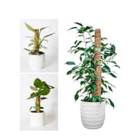 2er Set) 40cm Kokosnuss Pflanzen Rankhilfe Garten
