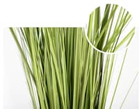 monstera delicios Monstera deliciosa, Split Leaf Philodendron or Big Swiss Cheese plant main image 0
