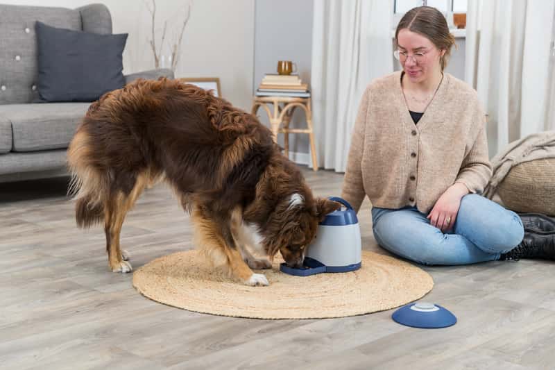 Trixie activity memory trainer shop